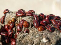 Entomoscelis adonidis