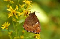 Erebia jeniseiensis