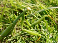 European mantis (Mantis religiosa)