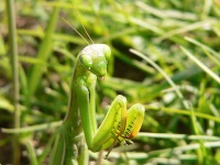 European mantis (Mantis religiosa)