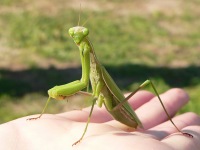 European mantis (Mantis religiosa)