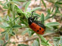 Mylabris fabricii