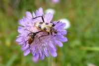 Pachyta quadrimaculata