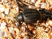 Pimelia subglobosa