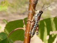Podisma pedestris