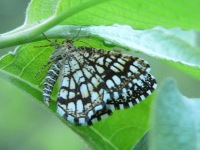 Latticed Heath (Semiothisa clathrata)