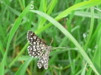 Latticed Heath (Semiothisa clathrata)