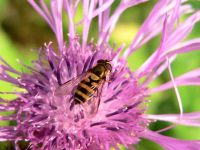 Hoverfly (Syrphus vitripennis)