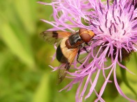 Pellucid Hoverfly (Volucella pellucens)