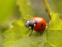 7-spot Ladybird Beetle (Coccinella septempunctata)
