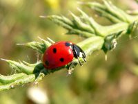 7-spot Ladybird Beetle (Coccinella septempunctata)