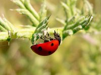7-spot Ladybird Beetle (Coccinella septempunctata)