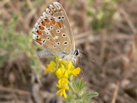 Adonis Blue (Polyommatus bellargus)