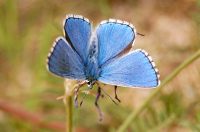 Adonis Blue (Polyommatus bellargus)