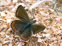 Adonis Blue (Polyommatus bellargus)