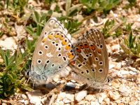 Adonis Blue (Polyommatus bellargus)