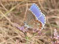 Adonis Blue (Polyommatus bellargus)