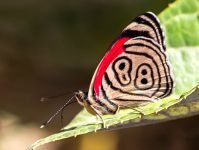 Anna's eighty-eight (Diaethria anna)