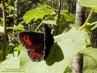 Arran Brown (Erebia ligea)