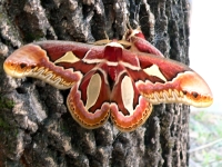 Attacus atlas