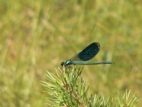 Banded Demoiselle (Calopteryx splendens)