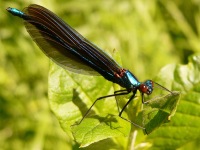 Beautiful demoiselle (Calopteryx virgo)