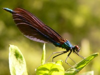 Beautiful demoiselle (Calopteryx virgo)
