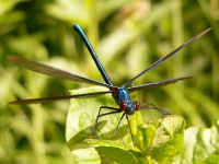Beautiful demoiselle (Calopteryx virgo)
