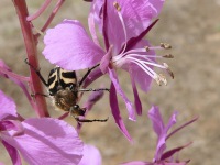 Bee beetle (Trichius fasciatus)