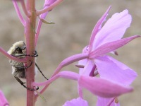 Bee beetle (Trichius fasciatus)