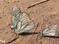 Black-veined White (Aporia crataegi)