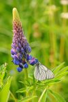 Black-veined White (Aporia crataegi)