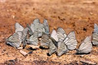 Black-veined White (Aporia crataegi)