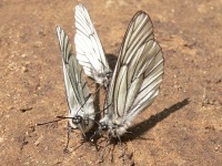 Black-veined White (Aporia crataegi)
