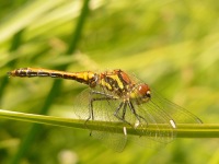Black Darter (Sympetrum danae)