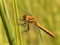 Black Darter (Sympetrum danae)