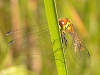 Black Darter (Sympetrum danae)