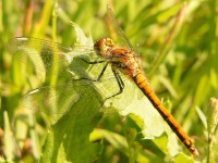 Black Darter (Sympetrum danae)
