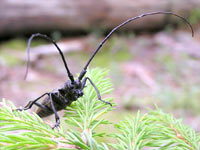 Black Pine Sawyer Beetle (Monochamus galloprovincialis)