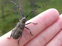 Black Pine Sawyer Beetle (Monochamus galloprovincialis)