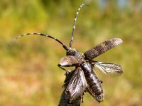 Black Pine Sawyer Beetle (Monochamus galloprovincialis)