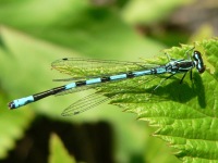 Blue damselfly (Enallagma cyathigerum)