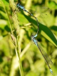 Blue damselfly (Enallagma cyathigerum)