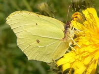 Brimstone (Gonepteryx rhamni)