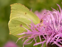 Brimstone (Gonepteryx rhamni)