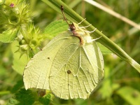 Brimstone (Gonepteryx rhamni)