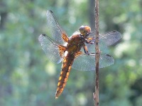 Broad-bodied Chaser (Libellula depressa)