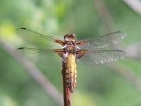 Broad-bodied Chaser (Libellula depressa)