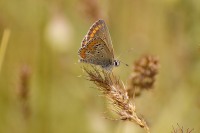 Brown Argus (Aricia agestis)