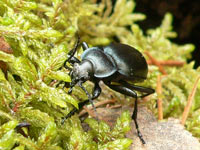 Ground Beetle (Carabus nemoralis)